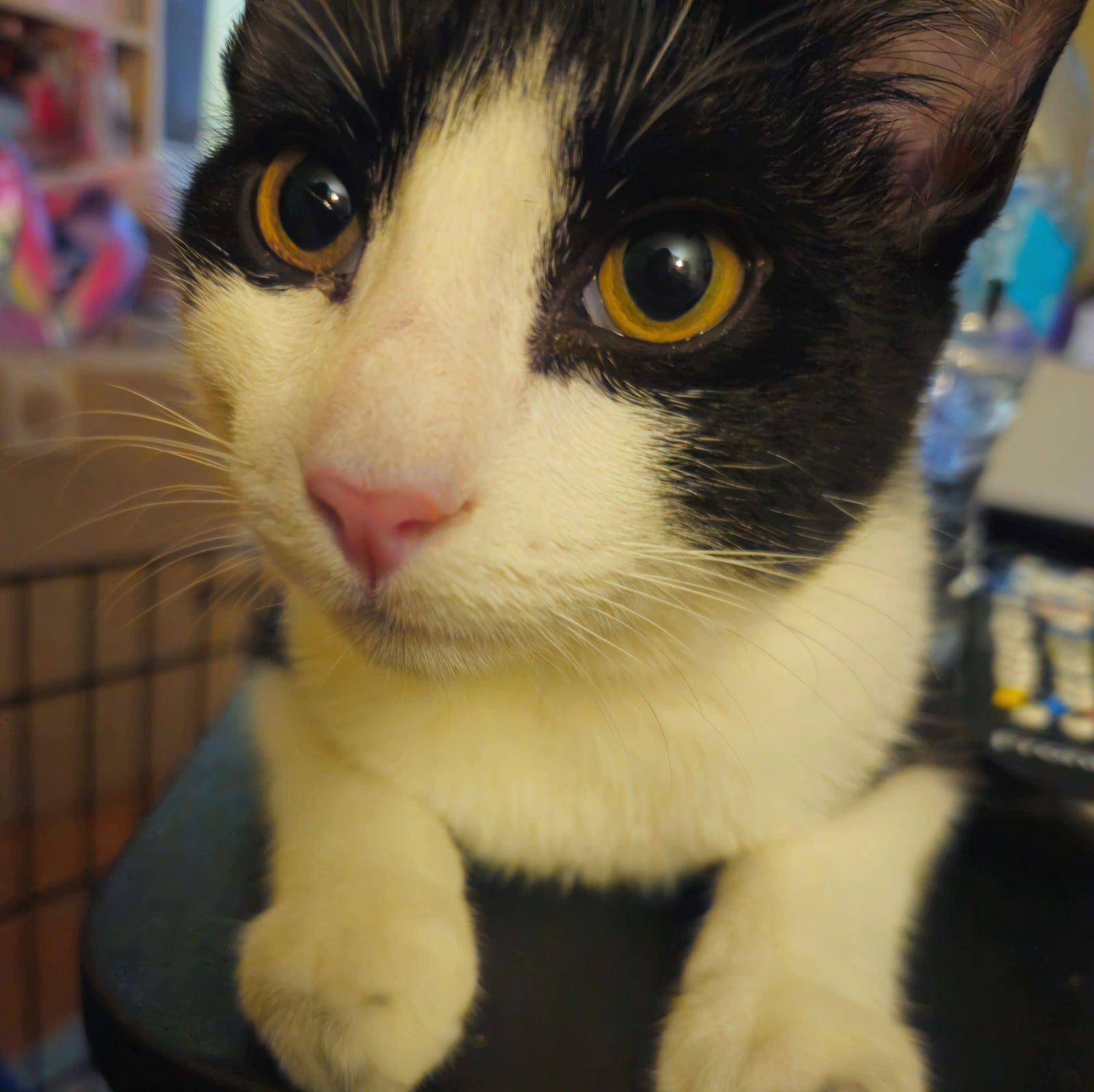 Platy Patti - Photo 4