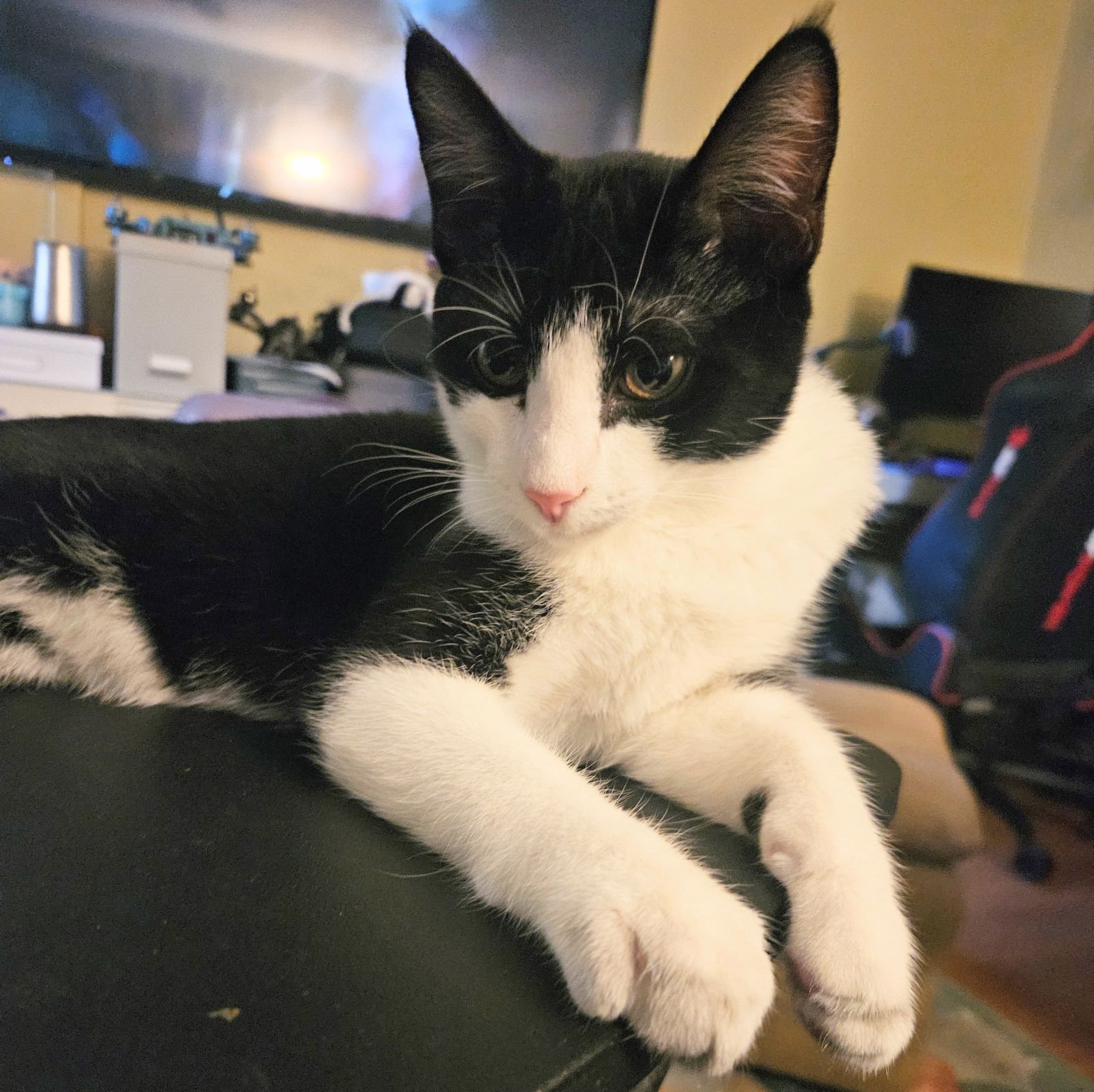 Platy Patti - Photo 5