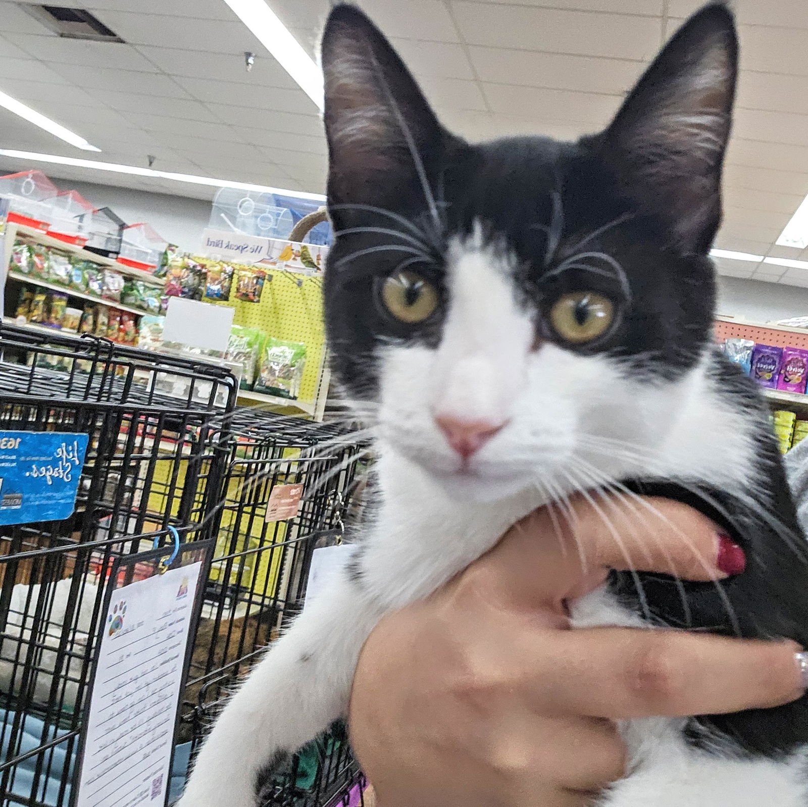 Platy Patti - Photo 6