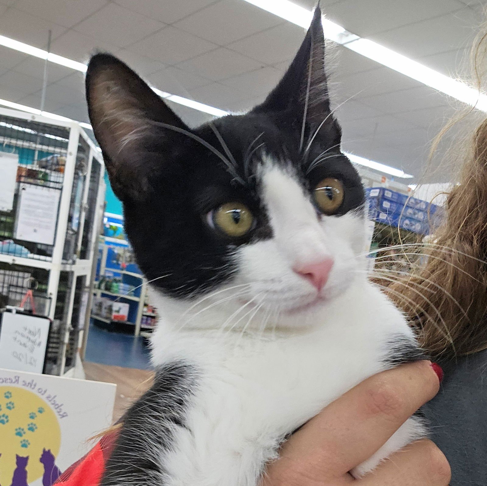 Platy Patti - Photo 8