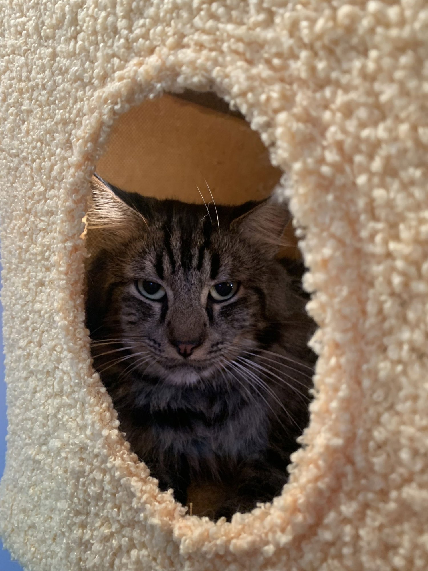 SEBASTIAN - Domestic Long Hair / Maine Coon available for adoption