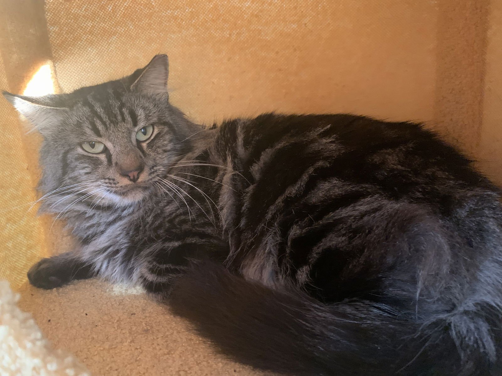 SEBASTIAN - Domestic Long Hair / Maine Coon available for adoption