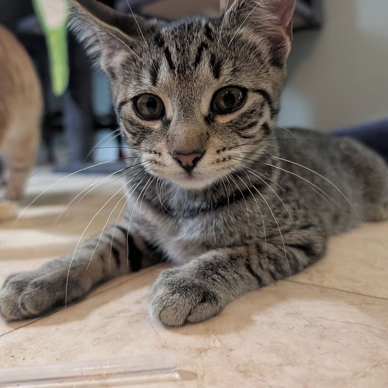 Tina Image