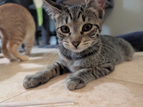 TINA - Domestic Short Hair for adoption in St. Petersburg