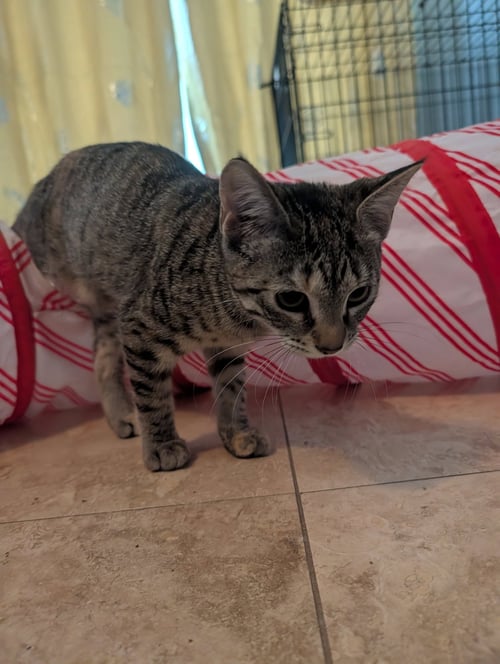TINA - Domestic Short Hair available for adoption