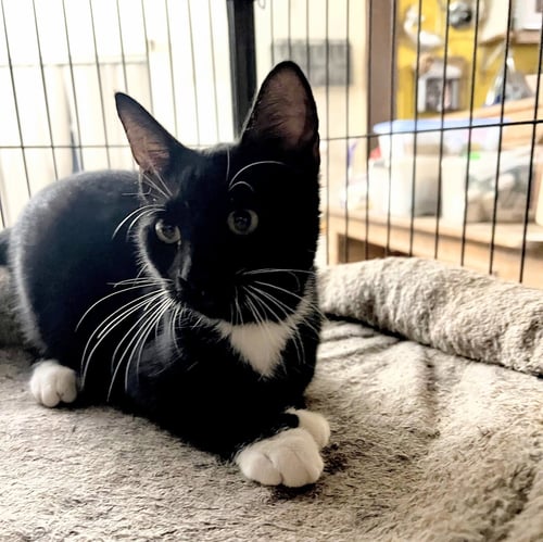 NYSSA - Domestic Short Hair for adoption in Clearwater