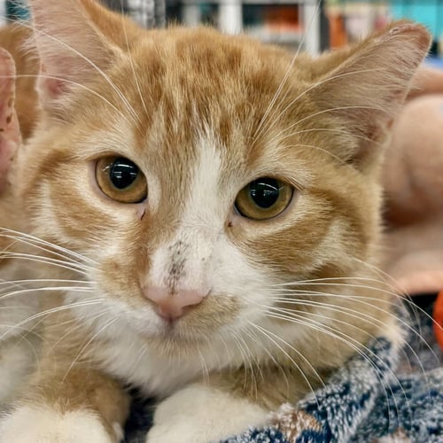 ECHO - Domestic Short Hair available for adoption