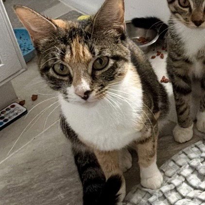 TESSA - Domestic Short Hair available for adoption