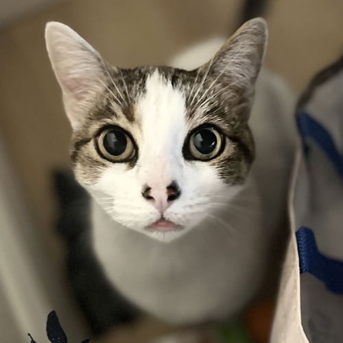 TINNEY (PRONOUNCED TIN-EY) - Domestic Short Hair for adoption in St. Petersburg