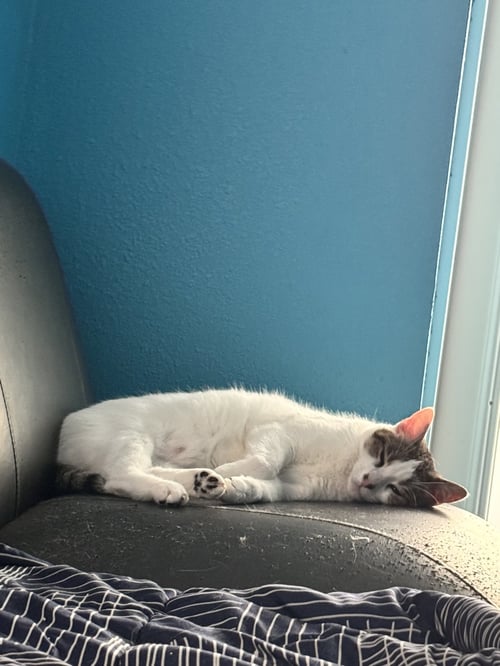 TINNEY (PRONOUNCED TIN-EY) - Domestic Short Hair available for adoption