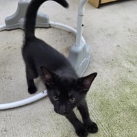 Binx - Photo 2