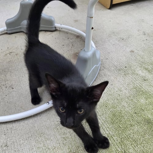 BINX - Domestic Short Hair available for adoption