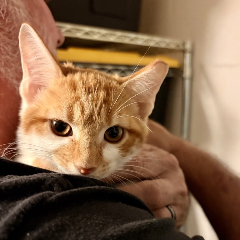 Romeo Image