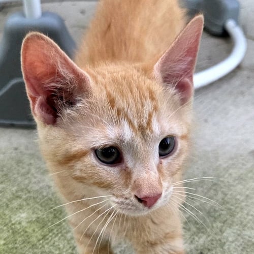 MANGO - Domestic Short Hair for adoption in Clearwater