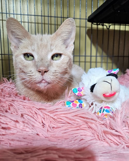 MRS. ALFIE MEEPS - Domestic Short Hair available for adoption