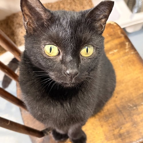 MERRY - Domestic Short Hair available for adoption