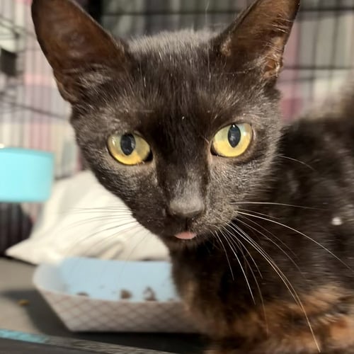 MERRY - Domestic Short Hair available for adoption