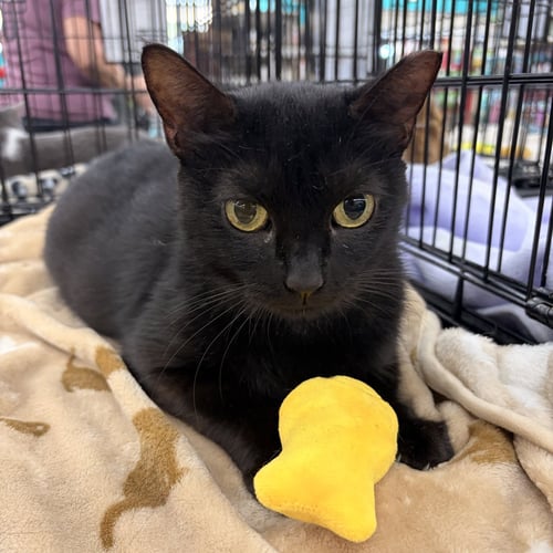 MERRY - Domestic Short Hair available for adoption
