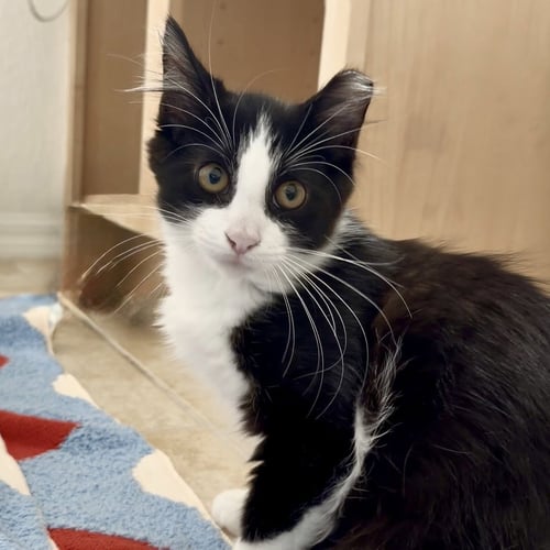 TANGO - Domestic Medium Hair available for adoption