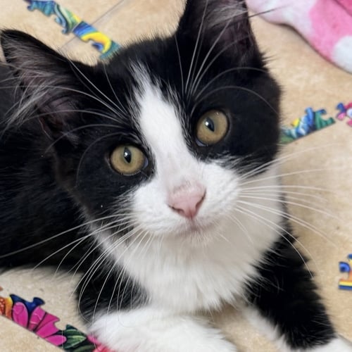 TANGO - Domestic Medium Hair available for adoption