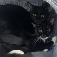 Onyx - Photo 2