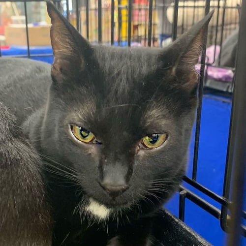 BRIE - Domestic Short Hair for adoption in St. Petersburg