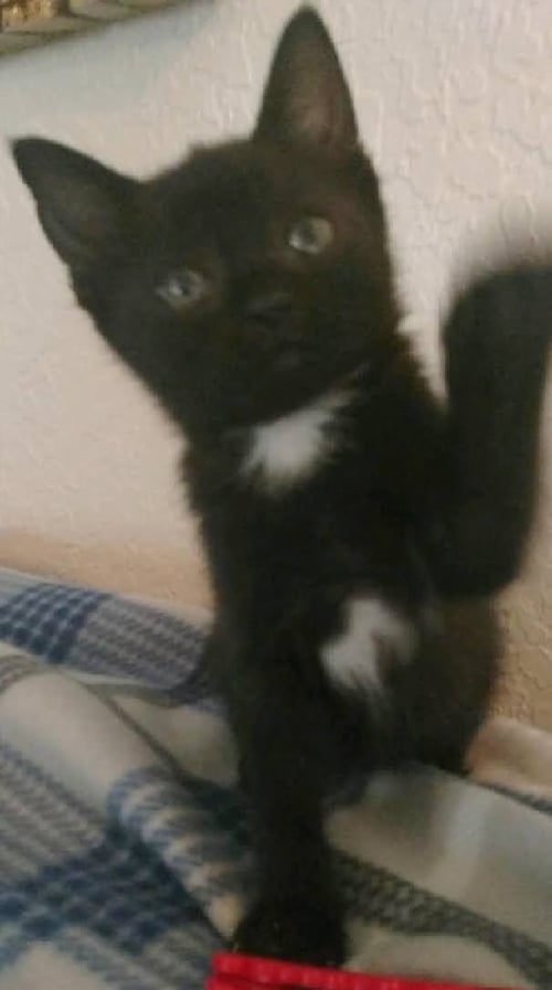 BRIE - Domestic Short Hair available for adoption