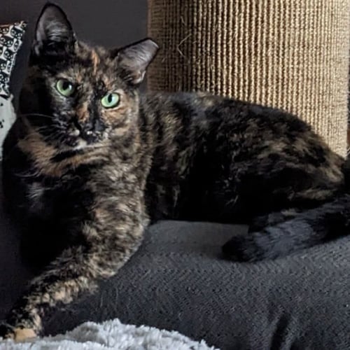MAPLE SYRUP - Tortoiseshell for adoption in St. Petersburg