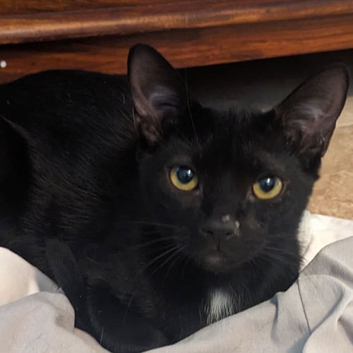 LISSANDRA - Domestic Short Hair for adoption in St. Petersburg