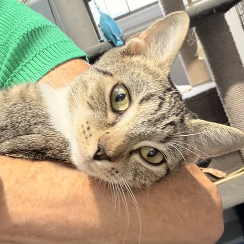 JELLY FISH - Domestic Short Hair available for adoption