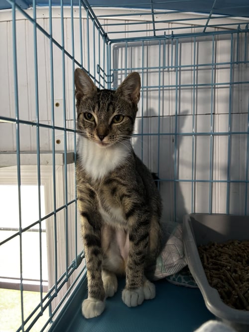 JELLY FISH - Domestic Short Hair available for adoption