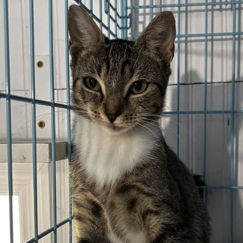 JELLY FISH - Domestic Short Hair available for adoption