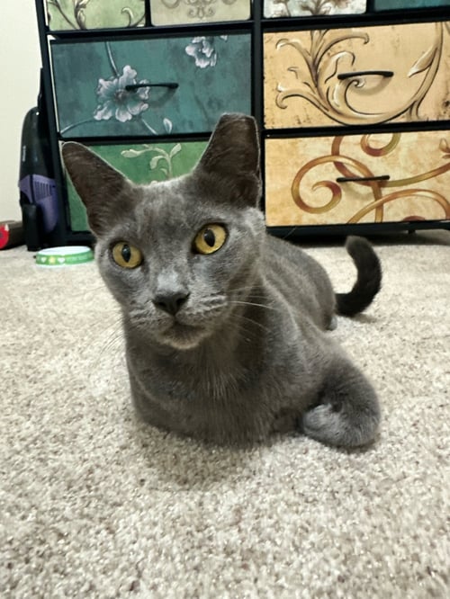 MEREDITH GREY - Domestic Short Hair for adoption in St. Petersburg