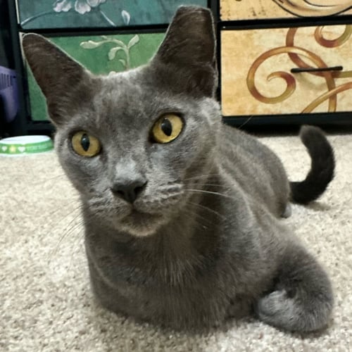 MEREDITH GREY - Domestic Short Hair available for adoption
