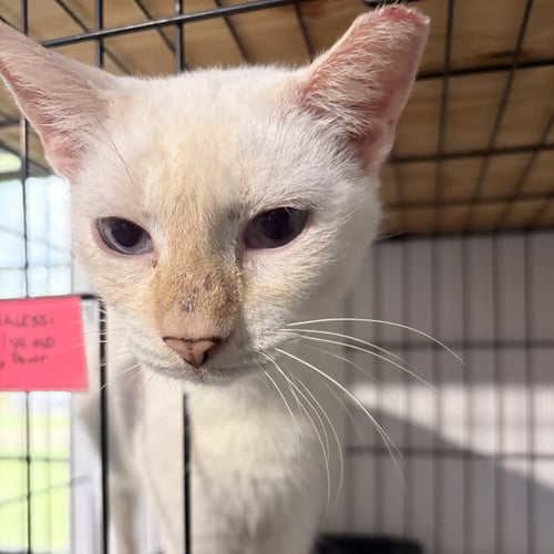 RYNHERRA - Siamese available for adoption