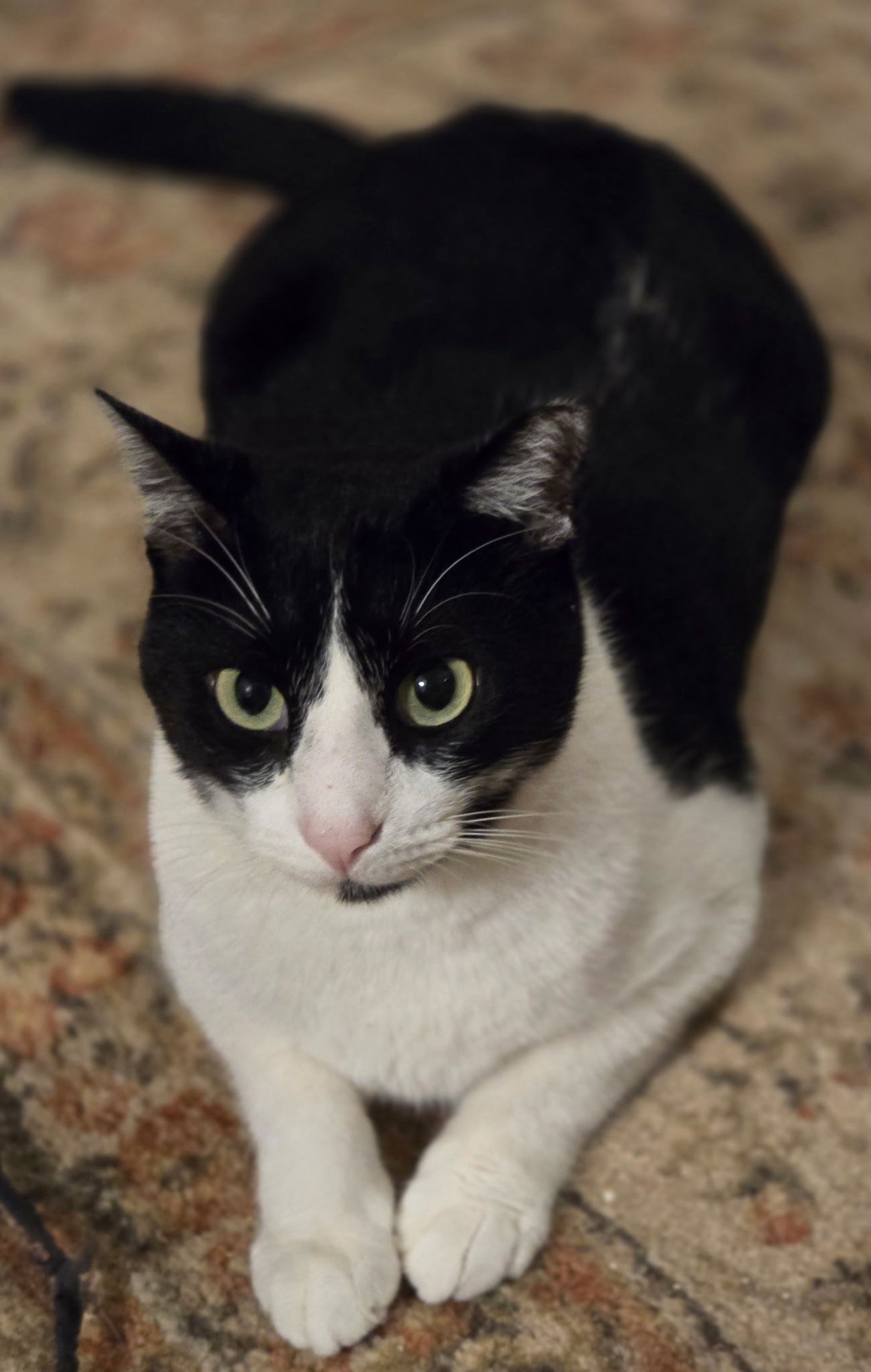 FELIX - Domestic Short Hair available for adoption