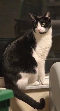 Felix - Photo 5