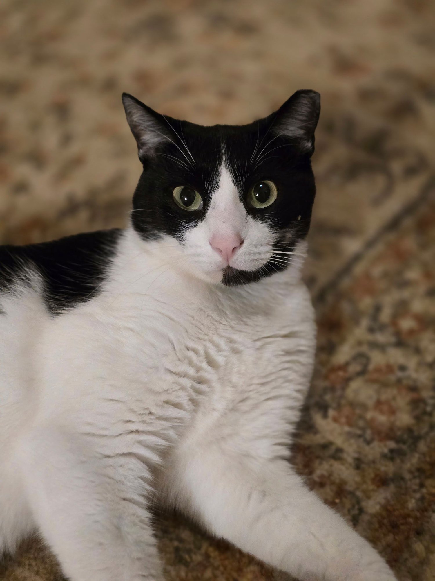 FELIX - Domestic Short Hair available for adoption