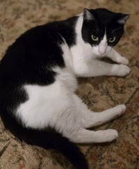 Felix - Photo 4
