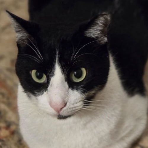 FELIX - Domestic Short Hair for adoption in St. Petersburg