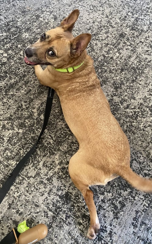 EVIE - Australian Cattle Dog/Blue Heeler / Australian Shepherd available for adoption