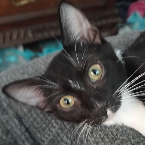 CHARLES-HADEN SAVAGE - Domestic Short Hair for adoption in St. Petersburg