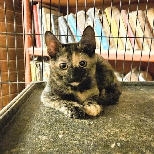 LEELA - Domestic Short Hair for adoption in Clearwater