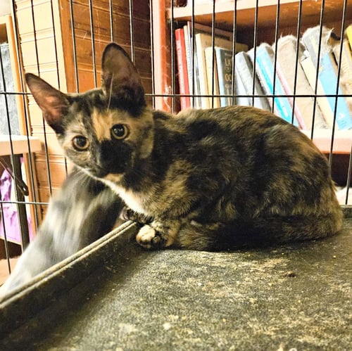 LEELA - Domestic Short Hair available for adoption