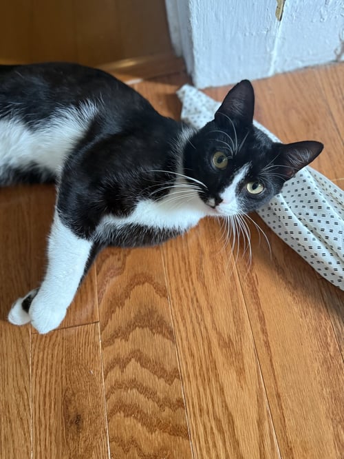 TALLY - Domestic Short Hair available for adoption