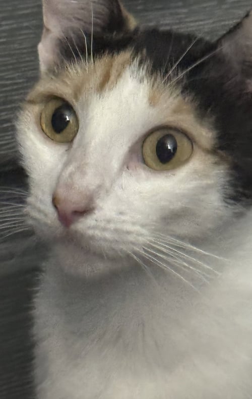 SAZZ PATAKI - Domestic Short Hair available for adoption