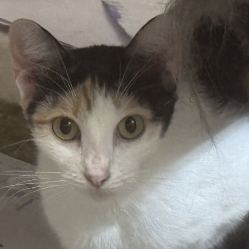 SAZZ PATAKI - Domestic Short Hair for adoption in St. Petersburg