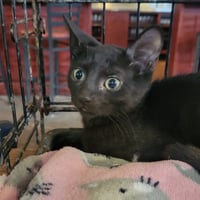 Kiwi - Photo 3