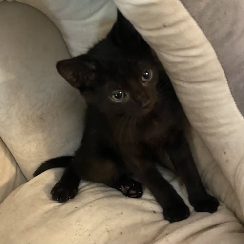 KIWI - Domestic Short Hair available for adoption