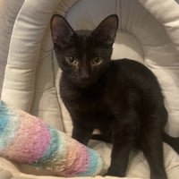 Kiwi - Photo 1